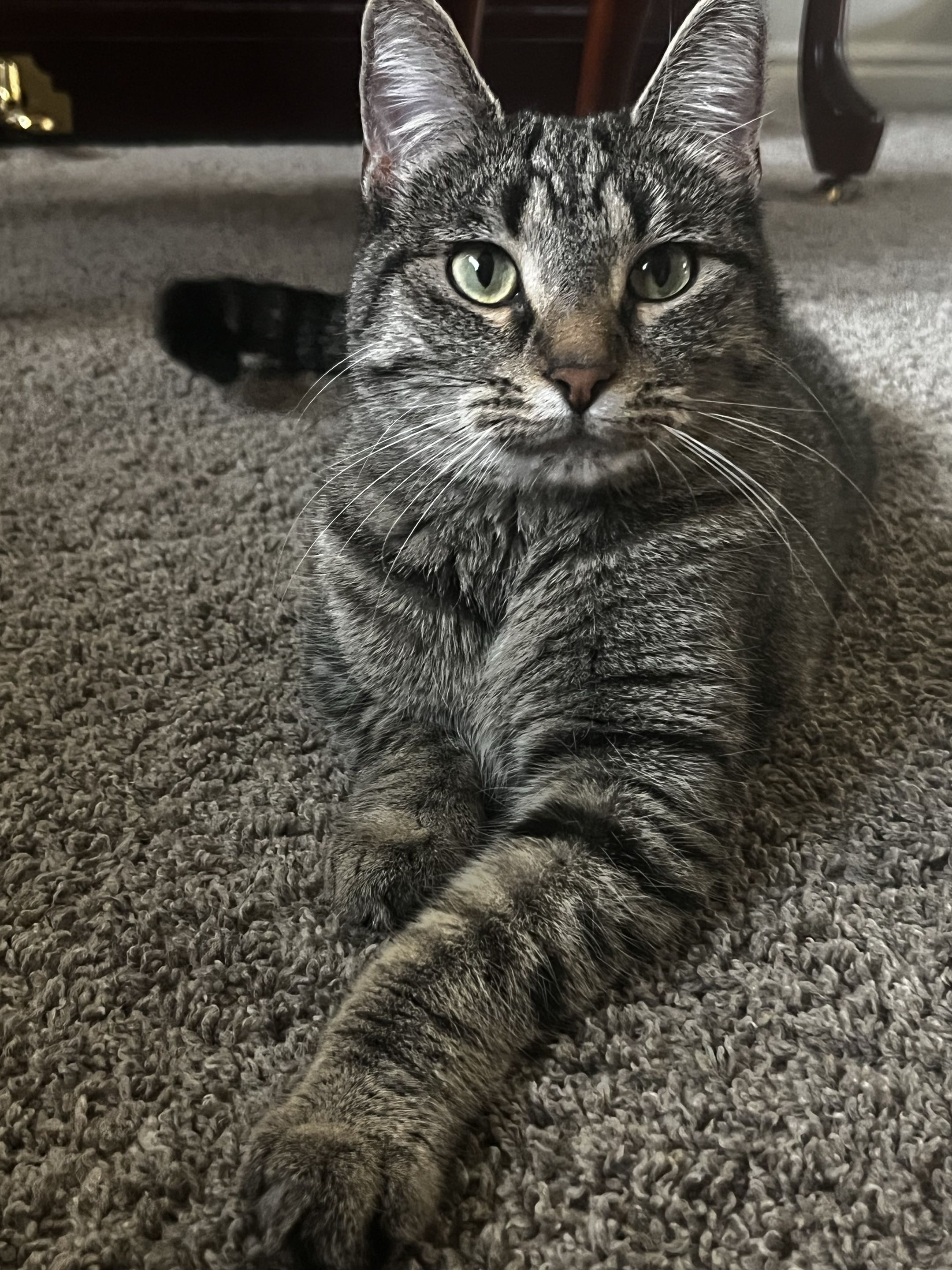 Picture of the Animal Listed